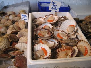 Diver scallops in the shell, off the morning boat.