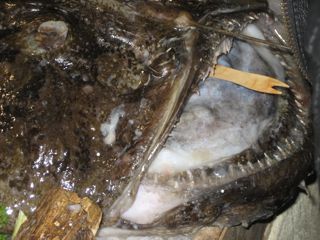 A whole monkfish.