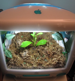 iTerrarium