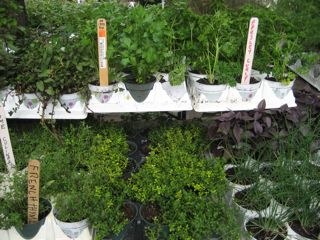 Herb Lyceum herbs